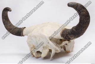 animal skull 0065